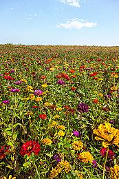 重回沈阳大街 视觉小说《东北之夏》Steam免费推出 获玩家“特别好评”